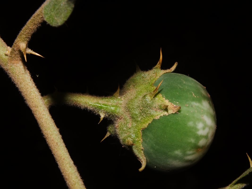 Solanum Insanum Eflora Of India